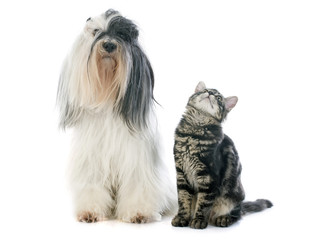 tibetan terrier and kitten