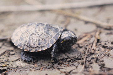 Baby Turtle