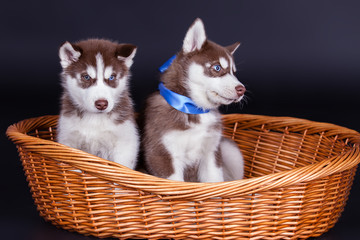 Husky dog puppies in basket over black background