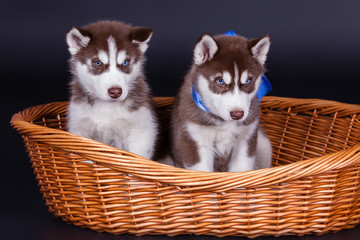 Fototapeta na wymiar Husky dog puppies in basket over black background