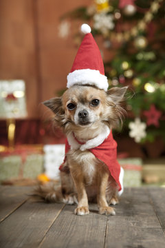 Christmas Dog With Stocking Cap