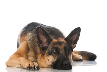 Deutscher Schäferhund