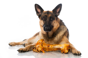 Schäferhund mit Knochen