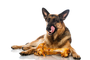 Deutscher Schäferhund mit Knochen