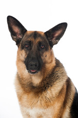 Deutscher Sch&auml;ferhund