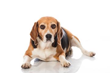 Beagle
