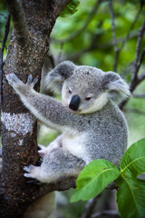 Junger Koala auf Magnetic Island in Australien
