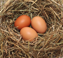 Chicken eggs