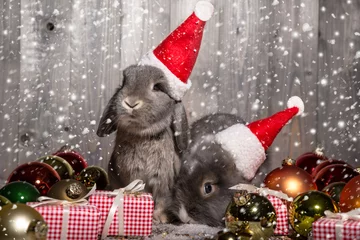 Foto auf Acrylglas christmas rabbits © drubig-photo