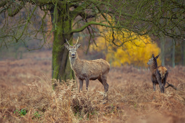 Reed deer