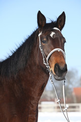 Beautiful brown warmblood with white bridle in winter