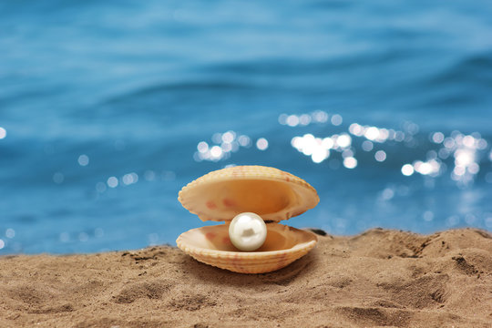Shell with a pearl - Stock Image