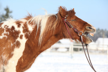 Nice skewbald yawning pony in winter