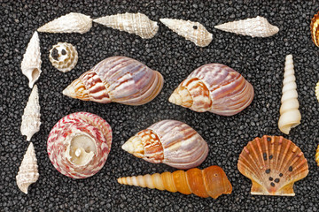 Shells on black