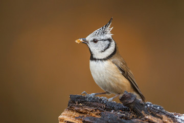 Crested titwith mealworm
