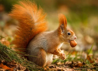 Fotobehang Rode eekhoorn op zoek naar hazelnoten © Natureimmortal