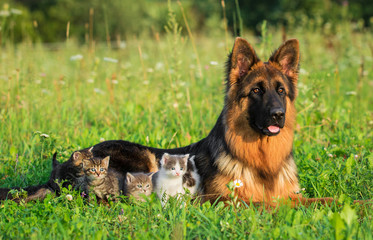 German shepherd dog with little kittens