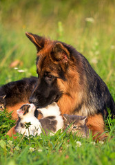 German shepherd dog kissing little kitten