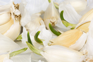 Obraz na płótnie Canvas cloves of garlic with green sprouts