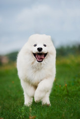 Adorable happy samoyed puppy running on the lawn
