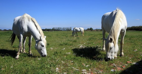 Naklejka na ściany i meble Horses in Camargue, France