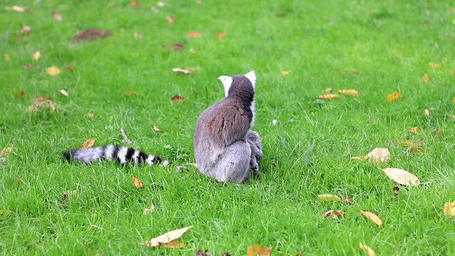 Catta lemur, Maki catta: vid&eacute;o