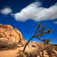 Joshua Tree National Park Yucca Valley Mohave desert California