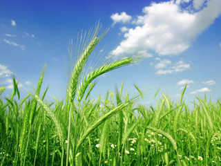 Obraz premium Wheat field against a blue sky