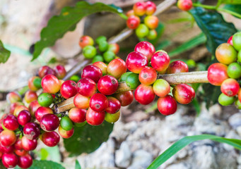 unripe coffee beans on the coffee tree