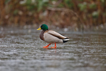 Mallard on icy pond