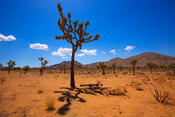 Fototapeta na wymiar Joshua Tree National Park Yucca Valley Mohave desert California