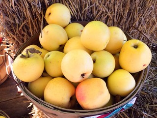 Apples at Fruit Stand on Produce Farm