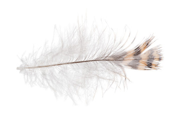 single striped feather with down