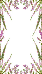 isolated pink blossoming heather frame - obrazy, fototapety, plakaty