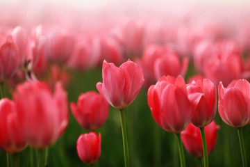 Rotes Tulpenblumenfeld