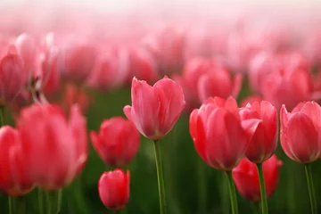 Door stickers Tulip Red tulip flowers field