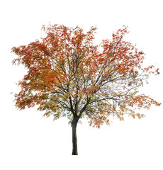 rowan tree at late autumn on white