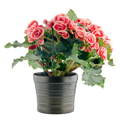 Pink begonia plant