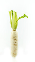 White radish  stand on white