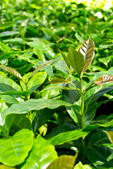 Coffee seedlings and fresh leaves