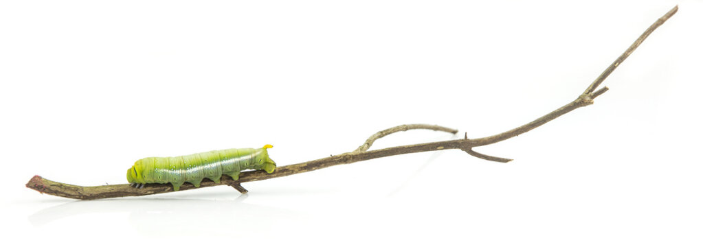 Worm on branch isolated on white