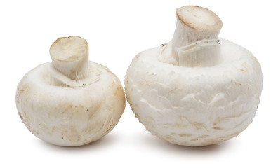 Champignon mushrooms