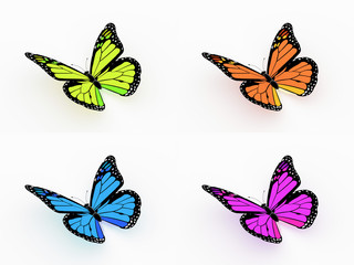 Four colored butterfly isolated on white