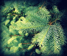 Vintage photo of branch fir-tree ( Colorado Spruce)
