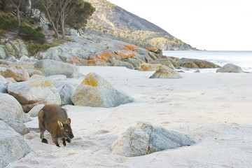 Wallaby on the beach