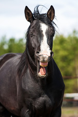 Black horse yawning