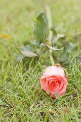 rose on the grass on the nature background .