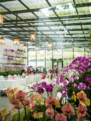 Orchids in a tea room