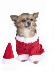 chihuahua as Santa Claus