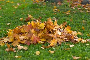 Leaves.